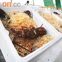 被海關檢獲的走私龍蝦通常用發泡膠箱盛載，裏面輔以木糠，藉此保溫及保濕。