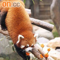 小熊貓很喜歡掛有花形紅蘿蔔的插枝。	（袁志豪攝）