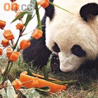 大熊貓盈盈走向裝有生果粒及竹葉等全盒嗅了嗅，看看有甚麼好吃。