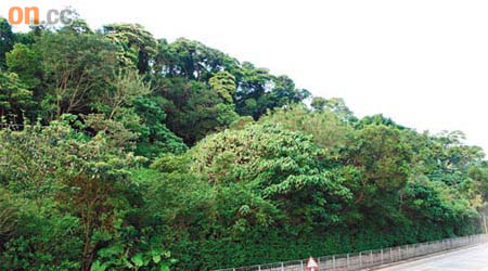 南風道林地是港島唯一現存的風水林。
