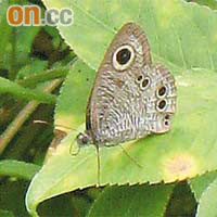 矍眼蝶以其蝶身上有如眼睛的斑點命名。（綠色力量提供圖片）