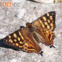 大斑尾蜆蝶（綠色力量提供圖片）