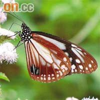 大絹斑蝶（綠色力量提供圖片）