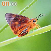 黑斑傘弄蝶（綠色力量提供圖片）