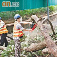 工作人員鋸走斷樹。