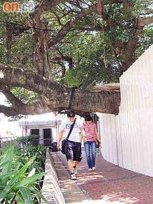 傾斜的樹枝離地只有五呎左右，一般途人行經上址，均需刻意垂低頭經過。