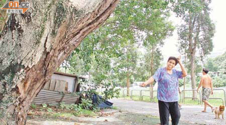位於丹桂村村口的枯樹，罅縫間已變成胡蜂巢穴。