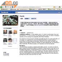 社交網熱話<BR>烏羽玉是本港新興植物，網上有組群談論。