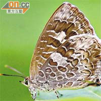 大埔元墩下錄得七種罕有品種，包括緬甸嬈灰蝶。	（綠色力量提供圖片）