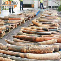 香港海關於○六年檢獲大批走私大型象牙。