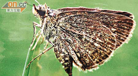 首次在鳳園濕地發現的寬鍔弄蝶，相信是受到地盤「迫遷」移居鳳園內。