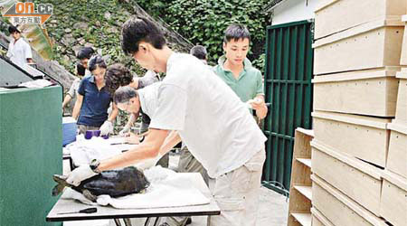 工作人員為廟龜包裹身體，以防遠赴美國時被撞傷。