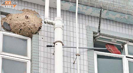 黑蜂巢築於村屋氣窗外，剿蜂的掃帚遺在窗旁。	（林明強攝）