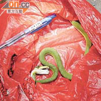 咬人的青竹蛇被打死，一併送到醫院。