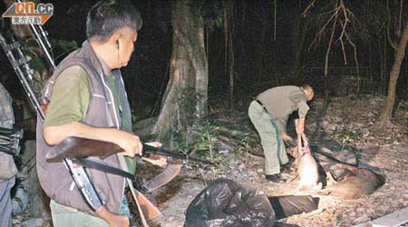 因環境黑暗，狩獵隊雖射殺了八隻野豬，不過只找到其中三隻豬屍。