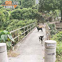 甲龍村村長曾憲強向政府申請風水賠償，要求將行人橋擴建成行車路。	（黃君堡攝）