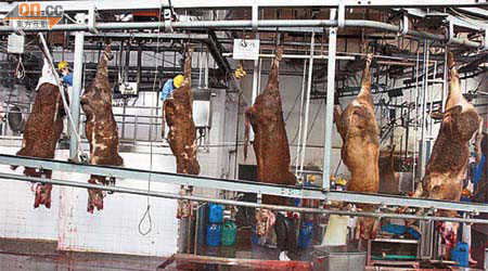 長春一間冰鮮牛肉供港的加工廠，每天屠宰四百頭肉牛。