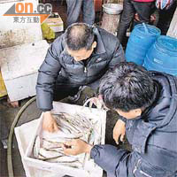 綠色和平曾在長江沿岸城市的食用魚中驗出有毒重金屬。（綠色和平提供圖片）