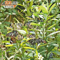 鳳園內的蝴蝶品種佔全港總數約八成，其中以裳鳳蝶及燕鳳蝶最具特色。