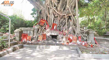 粉嶺安樂村二號休憩處細葉榕樹腳遭人放置大量神像。