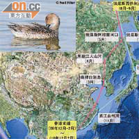 追蹤儀器記錄針尾鴨的遷徙路線。	（世界自然基金會香港分會提供）