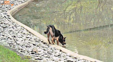 青衣公園一帶有野狗出沒，並飲用人工池池水。	（讀者提供圖片）