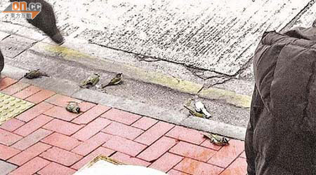 禧利街上驚見大批雀鳥屍體。（讀者提供）
