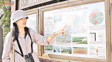 透過導賞團，市民可在米埔自然保護區欣賞候鳥及其他生物。（資料圖片）