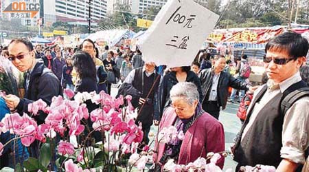 年花開得燦爛，吸引不少市民購買。（霍振鋒攝）