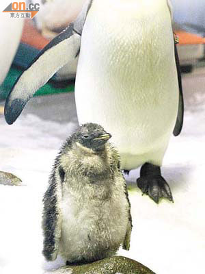 小企鵝「ichiko」全身披上短小啡毛，學習父母一拐一拐在冰上走着。