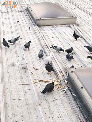 有人在商場平台棄下大量「麵包皮」，吸引大批白鴿聚集。