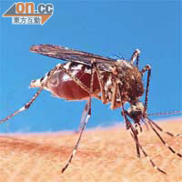 伊蚊是傳播基孔肯雅熱的媒介。