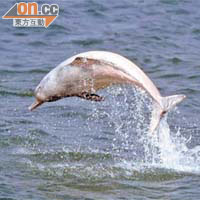 廢物設施工程或對中華白海豚的生態帶來影響。