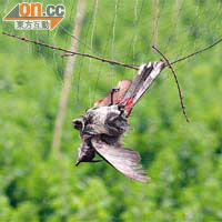 菜農築起網架雖有效阻擋雀鳥，但會纏死雀鳥（圖為紅耳鵯）而被迫拆除。