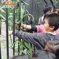 草根階層家庭兒童將草根放入政府總部大閘內，要求關注他們困境。	（何天成攝）