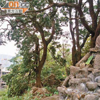 有六十年樹齡的巨大樟樹（左）原本枝葉茂盛，是廟宇內其中一棵風水樹，距離民居至少十米遠。	（鳳凰山廟提供圖片）