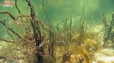 海洋食物鏈<br>海 藻