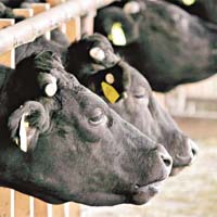 日本首度有牛肉檢測出放射性物質超標。	（資料圖片）