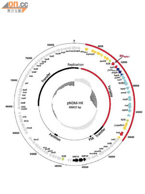港大全球率先完成NDM-1抗藥大腸桿菌基因圖譜，它帶有八個抗藥基因，絕大部分抗生素失效。