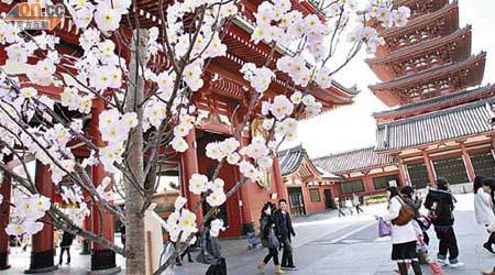 日本的獨特文化及風景，過往每年吸引不少港人前往「朝聖」。