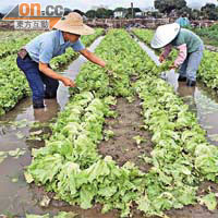 燕崗村菜農趕緊收割被淹浸的生菜，減少損失。