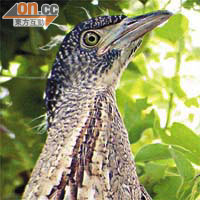 黑冠鳽<BR>於丙崗發現的黑冠鳽幼鳥，在華南地區屬十分罕見。	（柯嘉敏／香港觀鳥會提供）