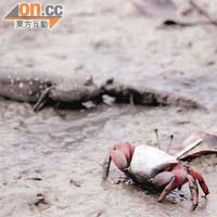 米埔自然保護區內不難發現彈塗魚及招潮蟹。	