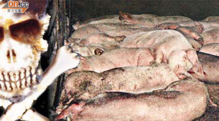 溫女士飼養的豬隻，懷疑進食問題廚餘死亡。	（受訪者提供）