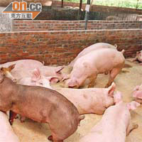 豬的飼料如受到污染，將會影響其健康。