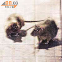 老鼠經常聯群結隊出動，四處亂竄覓食。