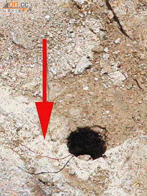 地坑內小洞有兩條電線伸出（箭嘴示），惹來炸彈驚魂。	（吳欽旺攝）