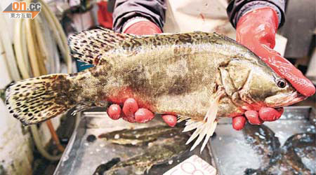 桂花魚的PFOS含量，在所有香港魚類樣本中最高。	（資料圖片）
