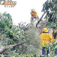 銅鑼灣山道大樹倒下，消防員在場清理。	（翁火攝）
