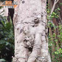爪哇決明半邊樹幹出現三個類似腫瘤物體。